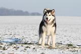 ALASKAN MALAMUTE 090